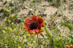 Firewheel <BR>Indian Blanket